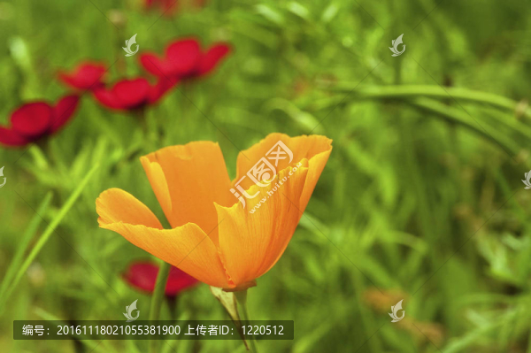 淺景深用于強(qiáng)調(diào)充滿活力的橙色野生罌粟花