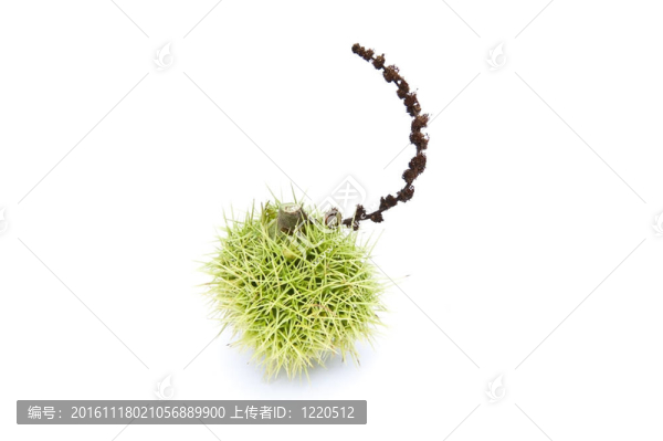 新生長的七葉樹七葉樹宏觀與出色的細(xì)節(jié)白色隔離
