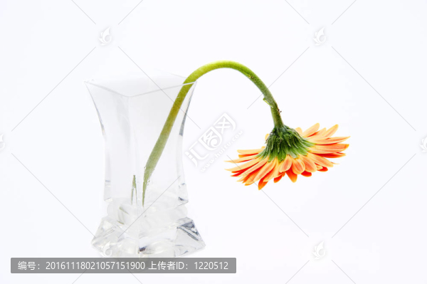 在玻璃花瓶Gerbera,daisy,flower孤立在白色背景