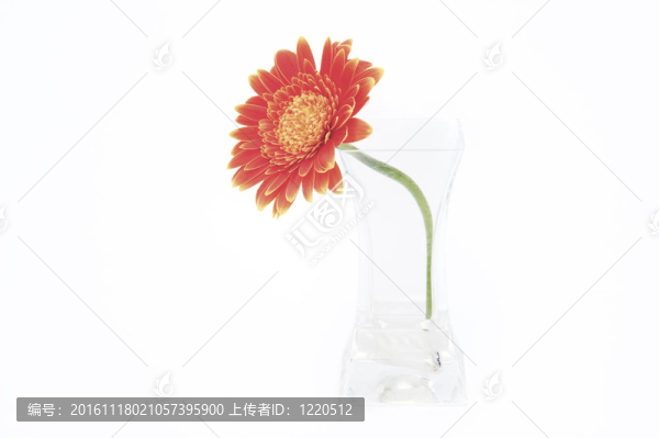 在玻璃花瓶Gerbera,daisy,flower孤立在白色背景