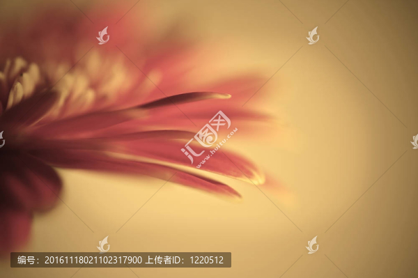 用于對美麗的gerbera,daisy,flower夢幻般的淺景深效果