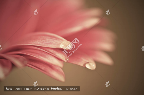 現(xiàn)場(chǎng)對(duì)非洲菊雛菊可愛(ài)與夢(mèng)幻般的柔和的色彩效果深度淺
