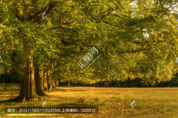 金色夏日傍晚的老橡樹(shù)大道