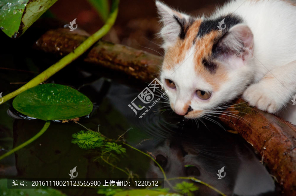 小貓