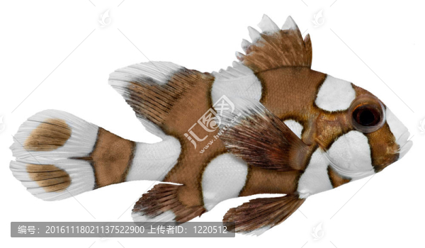 丑角的細(xì)鱗魚