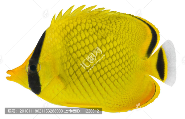 格子的蝴蝶魚。rafflesi蝴蝶魚