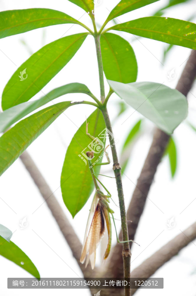 綠色蚱蜢