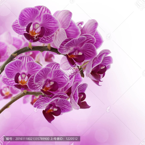 粉紅色的蘭花