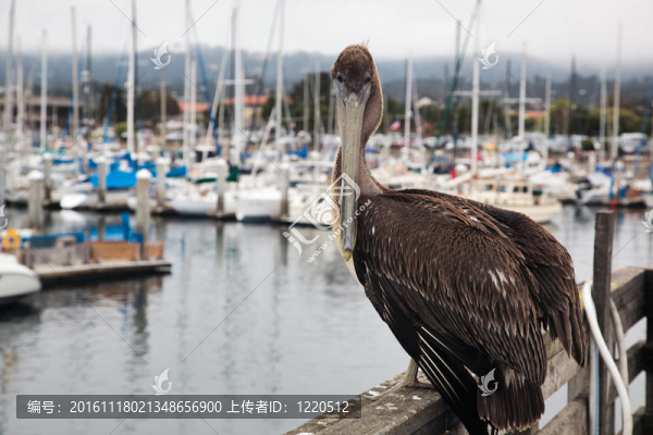 Brown,Pelican（Pelecanus,occidentalis）