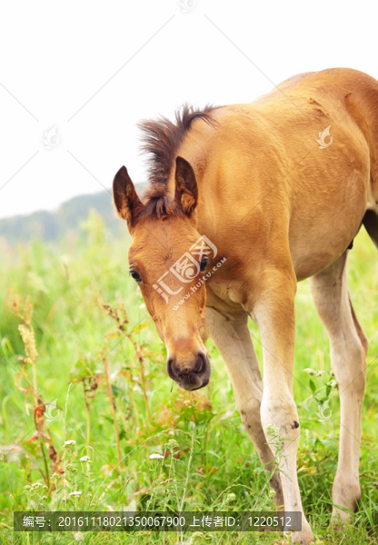 在草地上漂亮的紅色小馬駒