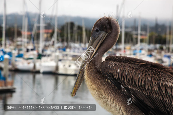 Brown,Pelican（Pelecanus,occidentalis）