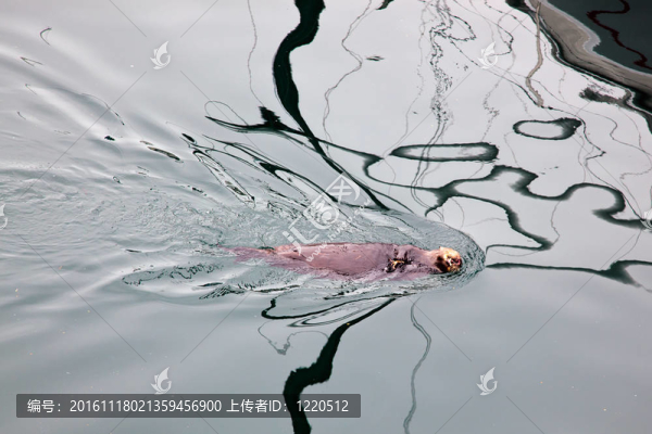 海獺（Enhydra,lutris）