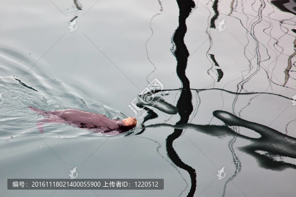 海獺（Enhydra,lutris）