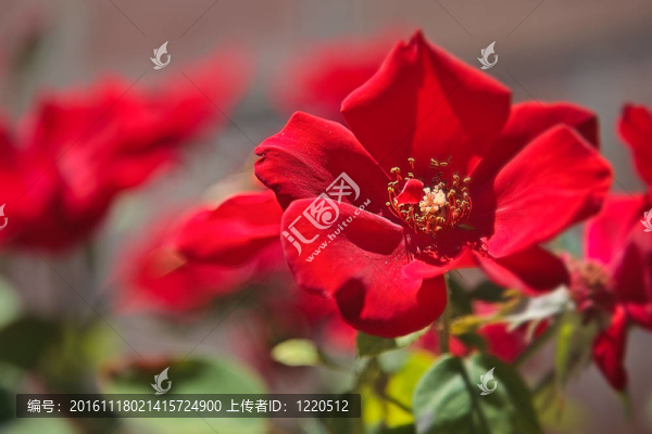 紅狗薔薇
