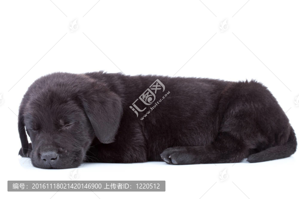 拉布拉多獵犬小狗睡覺