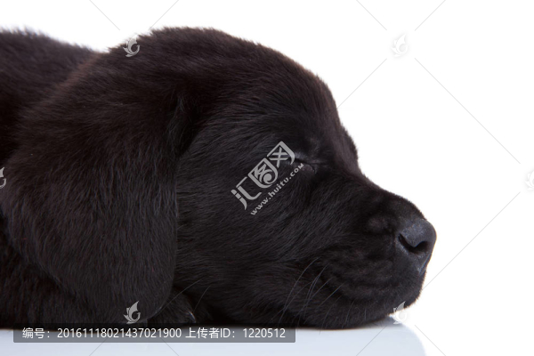 昏昏欲睡的黑色拉布拉多