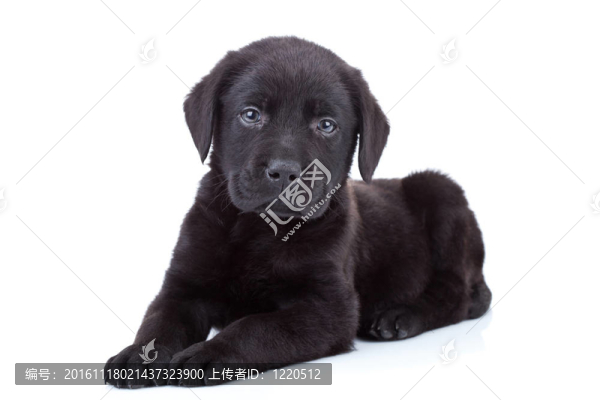 拉布拉多獵犬