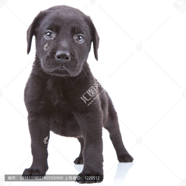 拉布拉多獵犬小狗警報