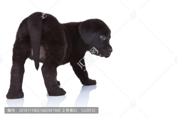一個黑色的拉布拉多獵犬回來