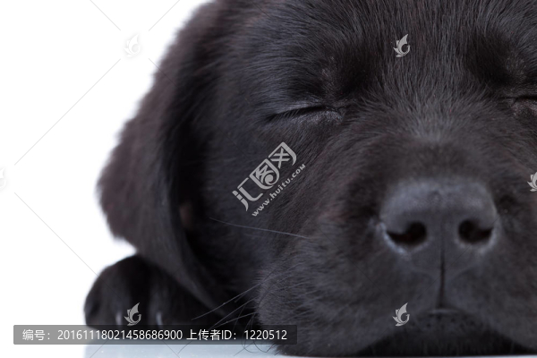 拉布拉多獵犬的睡眠