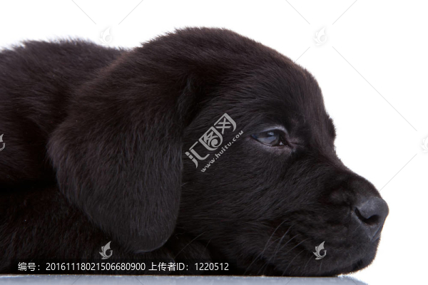 昏昏欲睡的黑色拉布拉多