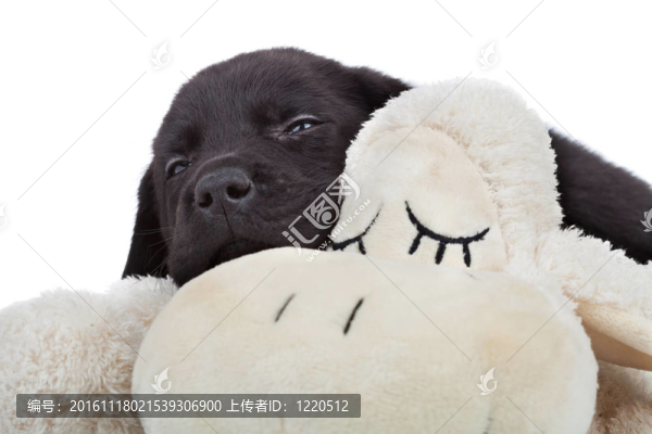 昏昏欲睡的黑色拉布拉多小狗