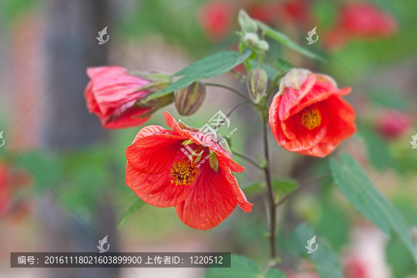 石榴花石榴索諾馬谷加利福尼亞
