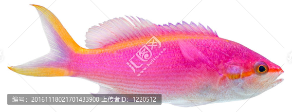 紫色的小魚。黃色的土卡