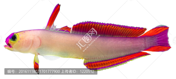 紫firefish