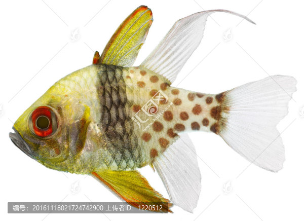 睡衣紅色魚（Sphaeramia,nematoptera）