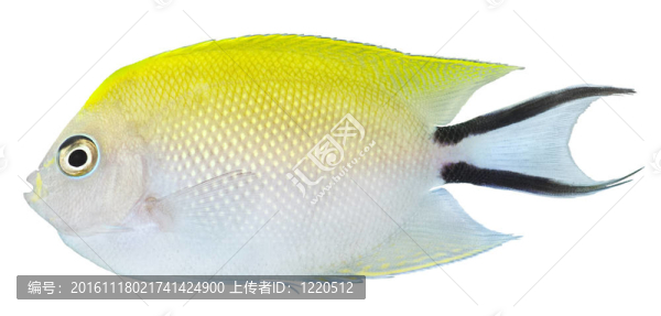 燕尾神仙魚。黑斑月蝶魚