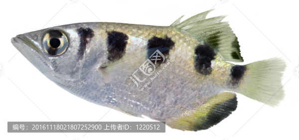 射水魚