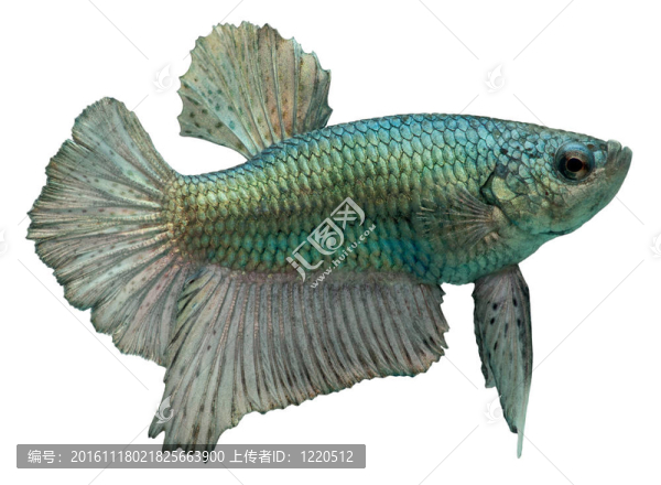 暹羅斗魚。斗魚