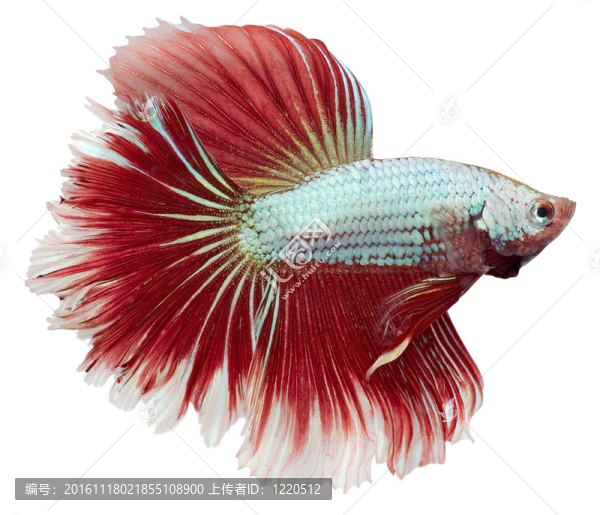 暹羅斗魚(yú)。斗魚(yú)