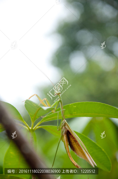 綠色蚱蜢