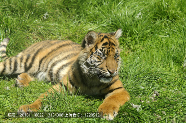 東北虎幼崽