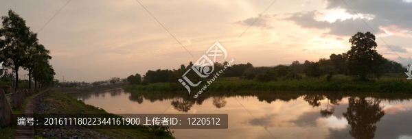 樹和湖