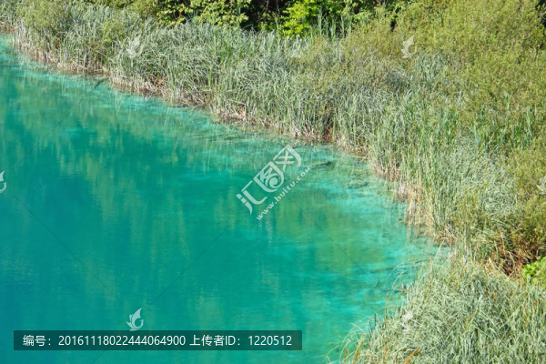 莎草