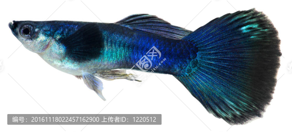 深藍(lán)色的孔雀魚。孔雀魚