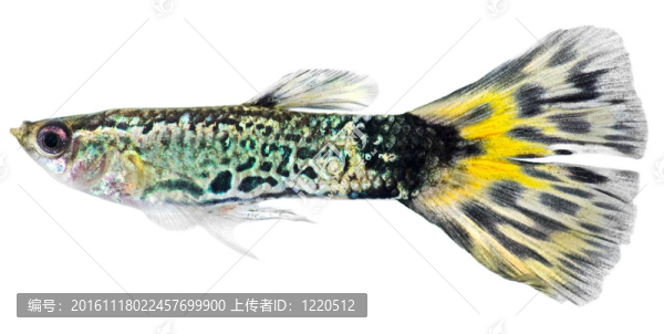孔雀魚(yú)（Poecilia,reticulata）