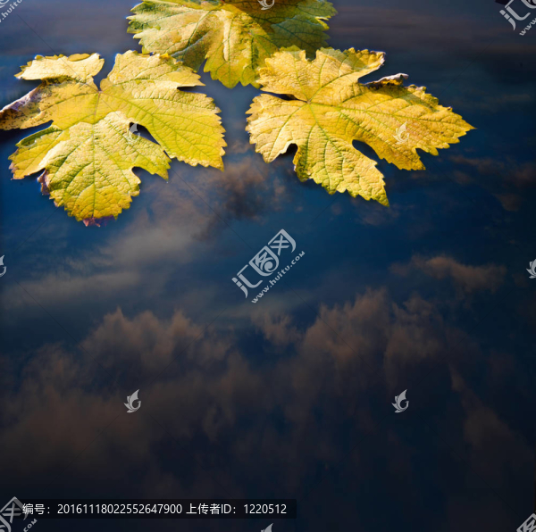 秋葉與水的抽象背景