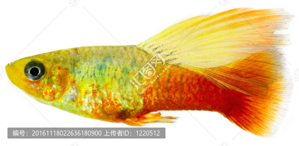 片狀的魚