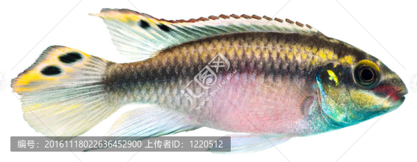 條Kribensis慈鯛魚