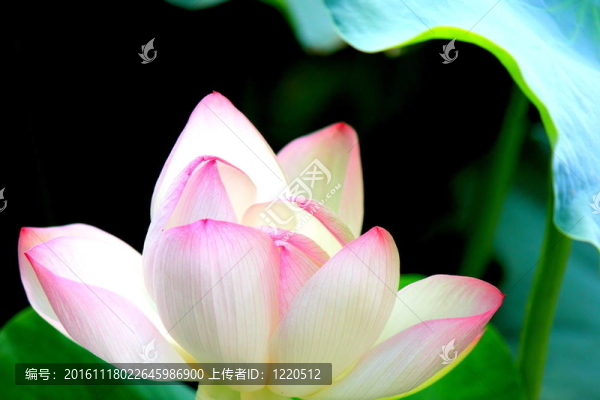 蓮花