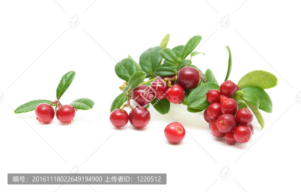 在白色背景的小紅莓
