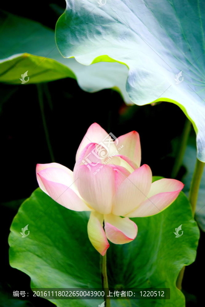 蓮花