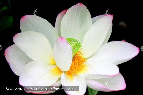 蓮花