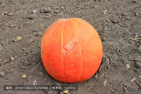 南瓜