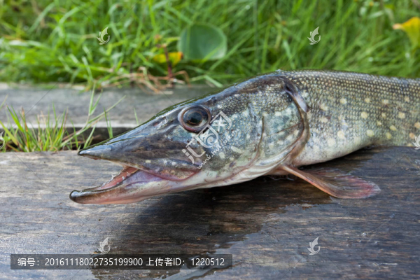 新鮮的；新鮮的魚（派克）