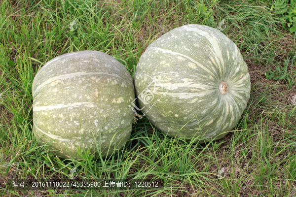 南瓜